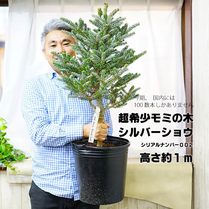 限定1鉢 超希少なモミの木 コレアナモミ シルバーショウ 約1ｍ シリアルナンバー002 耐暑性あり 鉢植え ポット すぐに飾れます Geki Silver2 ゲキハナ初心者さんのお花屋さん 通販 Yahoo ショッピング