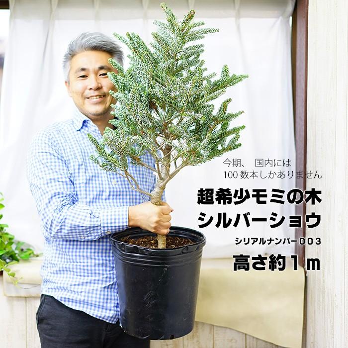 限定1鉢 超希少なモミの木 コレアナモミ シルバーショウ 約1ｍ シリアルナンバー003 耐暑性あり 鉢植え ポット すぐに飾れます Geki Silver3 ゲキハナ初心者さんのお花屋さん 通販 Yahoo ショッピング