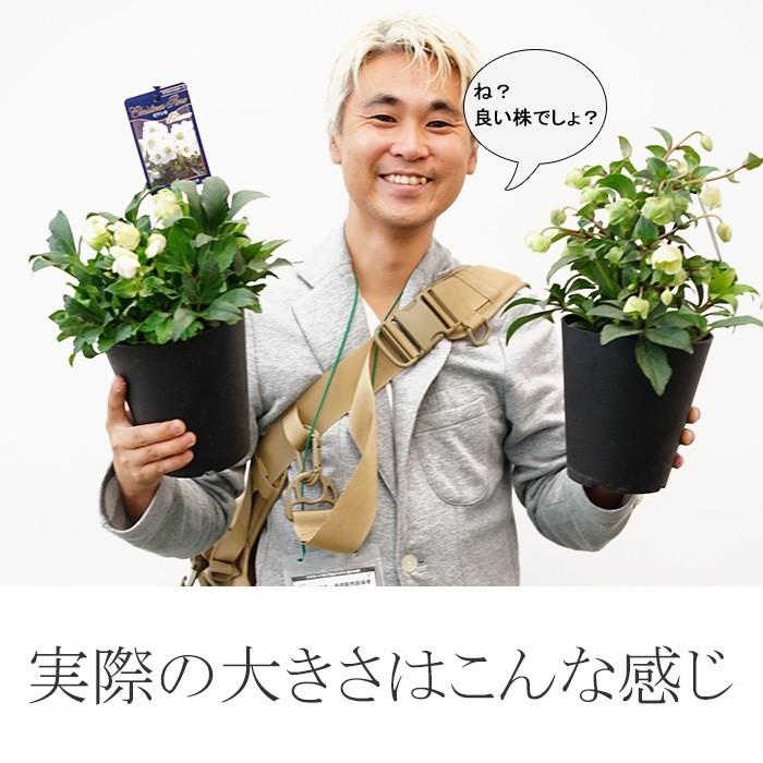 クリスマスローズ スノーフィーバー 蕾付きから開花株 5寸 鉢植え 苗 販売 鉢植え 斑入り カラーリーフ アンティークカラー Gia Chriro04 ゲキハナ初心者さんのお花屋さん 通販 Yahoo ショッピング