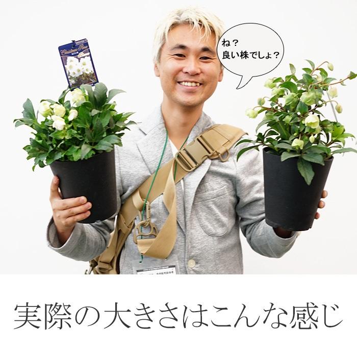 オトナ色のクリスマスローズ マーリン 蕾付きから開花株 5寸 鉢植え 苗 ブランド品種が目白押し クリスマスローズ ニゲル アンティークカラー Gia Merlin ゲキハナ初心者さんのお花屋さん 通販 Yahoo ショッピング