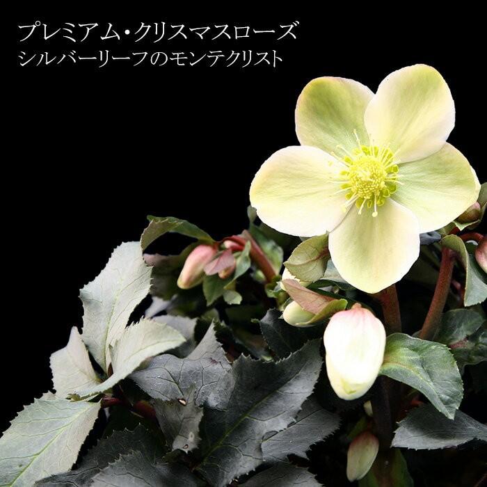 プレミアム クリスマスローズ モンテクリスト 4 5号鉢 色変わりとシルバーリーフが美しい Gia Monte5 ゲキハナ初心者さんのお花屋さん 通販 Yahoo ショッピング