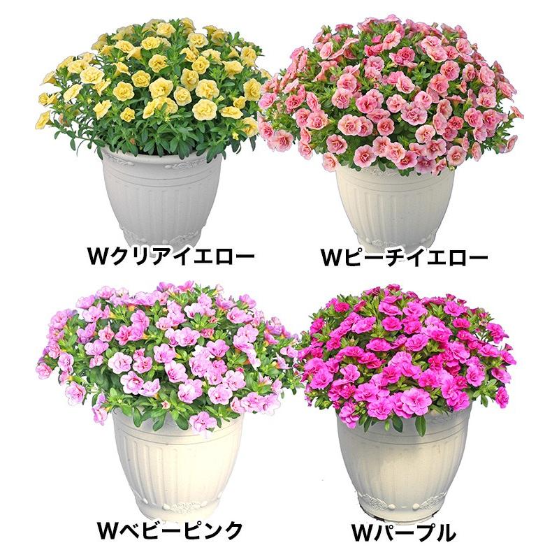 ペチュニア カリブラコア ティフォシーダブル 全8色 5号 鉢花 植え込み済み ボリューム 送料無料 Gia Tw5 ゲキハナ初心者さんのお花屋さん 通販 Yahoo ショッピング