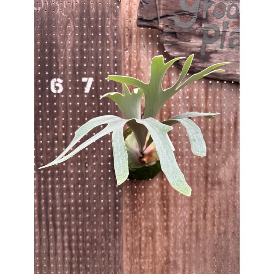 ビカクシダ 現品販売 コウモリラン 観葉植物 壁掛け 吊り下げ
