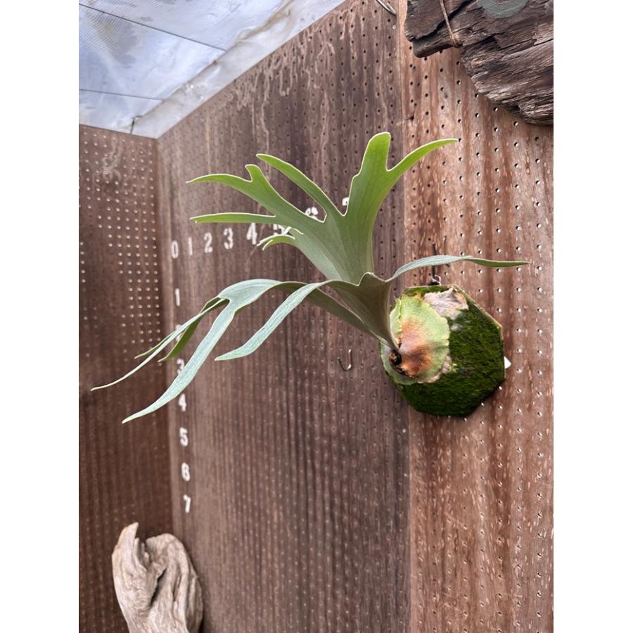 ビカクシダ 現品販売 コウモリラン 観葉植物 壁掛け 吊り下げ