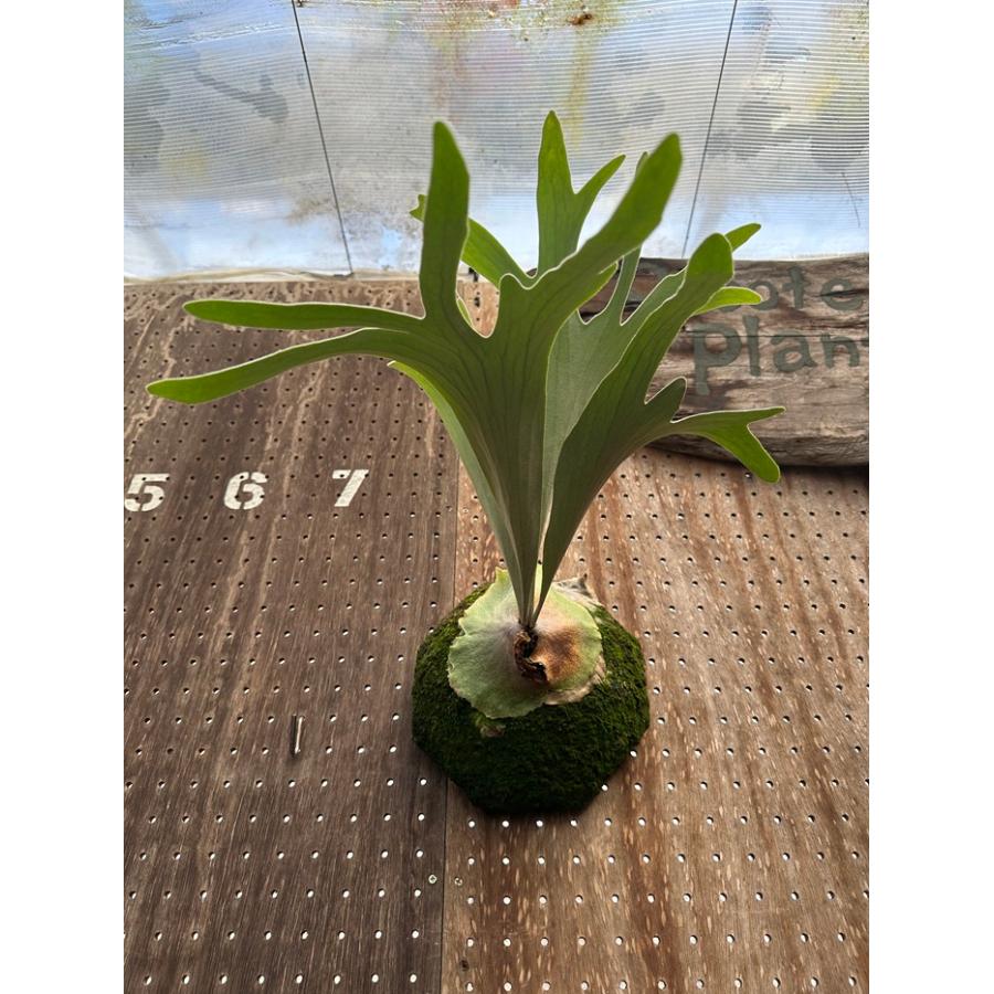 ビカクシダ 現品販売 コウモリラン 観葉植物 壁掛け 吊り下げ