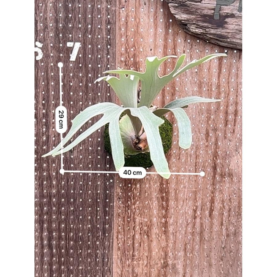 ビカクシダ 現品販売 コウモリラン 観葉植物 壁掛け 吊り下げ