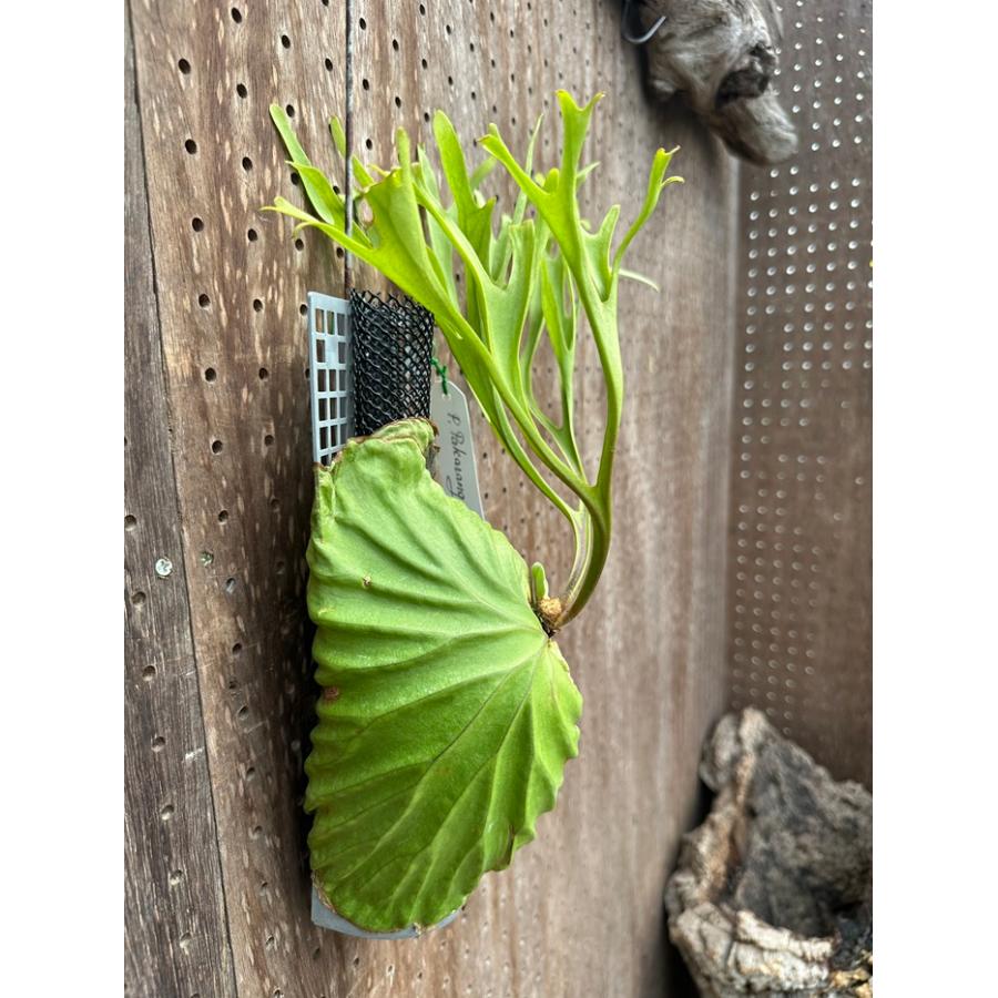 ビカクシダ 現品販売 コウモリラン 観葉植物 壁掛け 吊り下げ