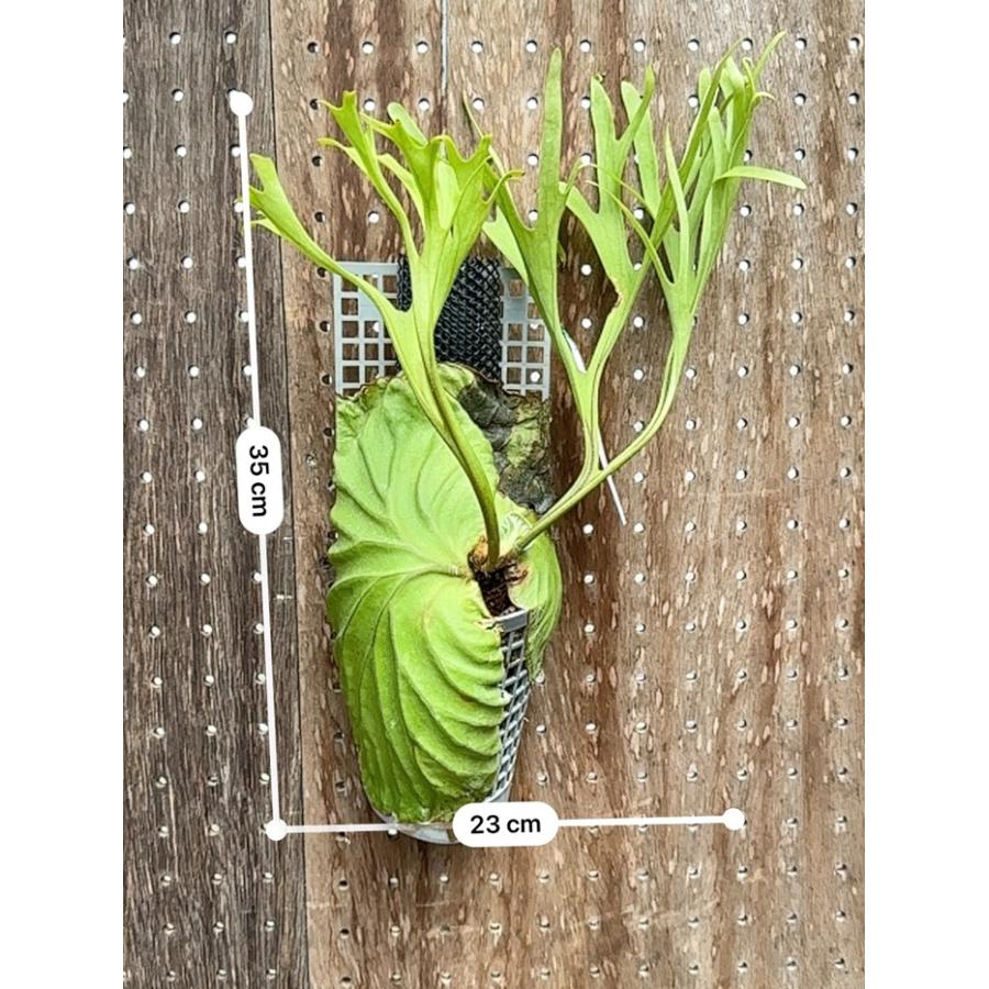 ビカクシダ 現品販売 コウモリラン 観葉植物 壁掛け 吊り下げ