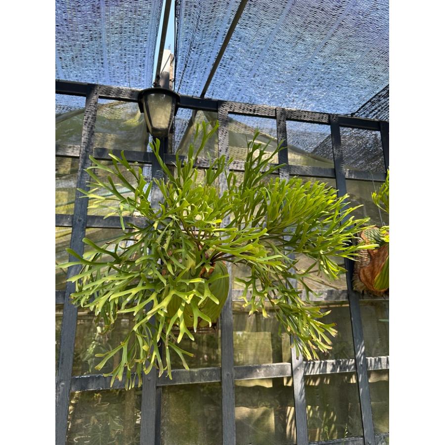 ビカクシダ 現品販売 コウモリラン 観葉植物 壁掛け 吊り下げ