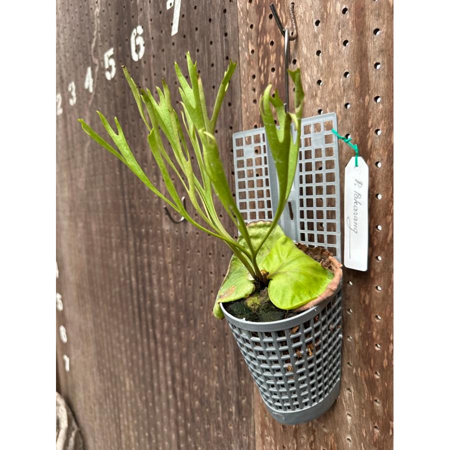 ビカクシダ 現品販売 コウモリラン 観葉植物 壁掛け 吊り下げ