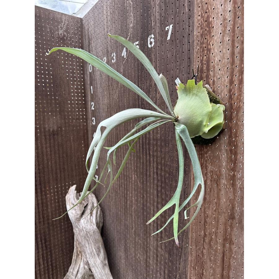 ビカクシダ 欲張り3点セット ④ ビカクシダ 現品販売 コウモリラン 観葉植物 壁掛け 吊り下げ