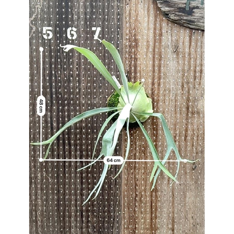 ビカクシダ 現品販売 コウモリラン 観葉植物 壁掛け 吊り下げ