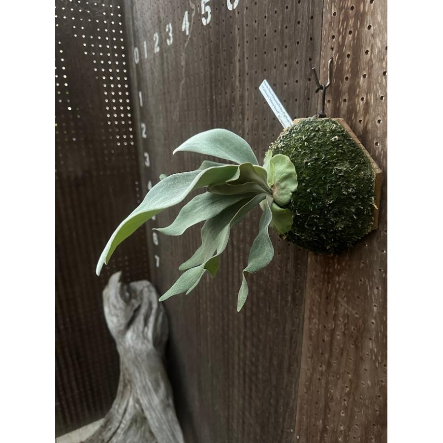 ビカクシダ　コウモリラン　セット販売 ビカクシダ 現品販売 コウモリラン 観葉植物 壁掛け 吊り下げ
