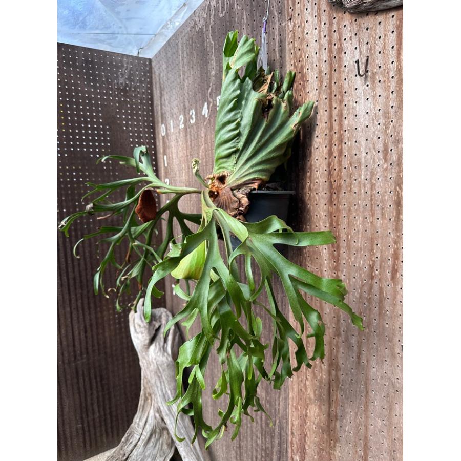 ビカクシダ 現品販売 コウモリラン 観葉植物 壁掛け 吊り下げ 