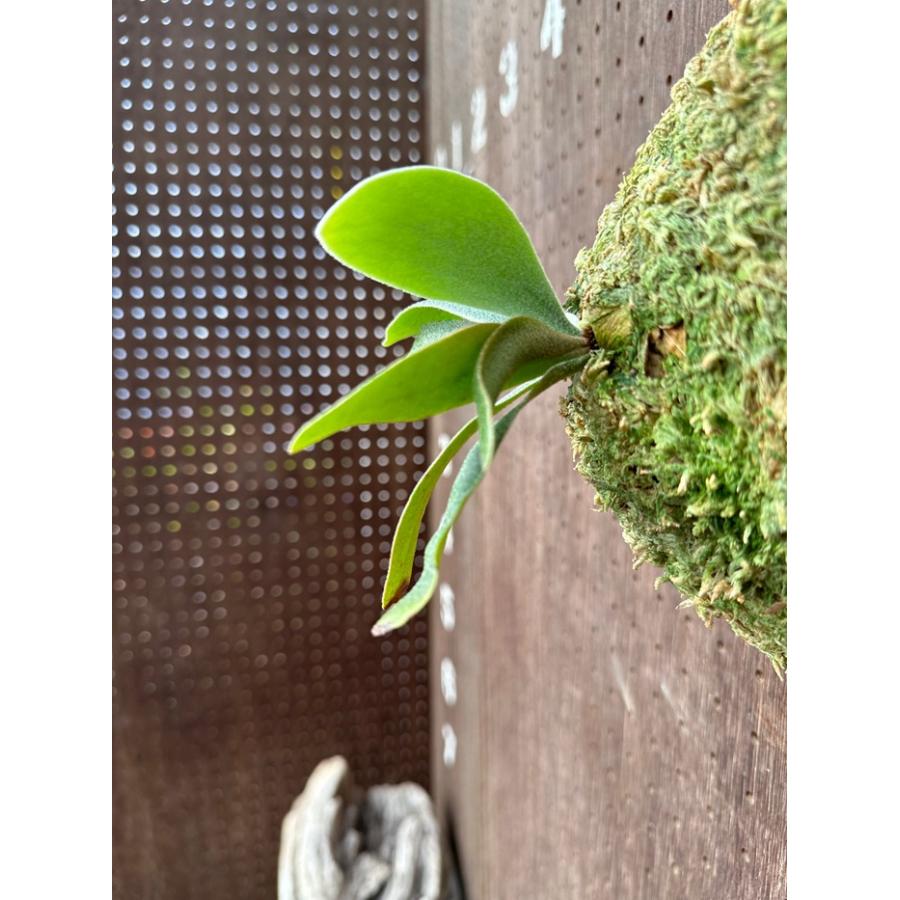 ビカクシダ 現品販売 コウモリラン 観葉植物 壁掛け 吊り下げ 