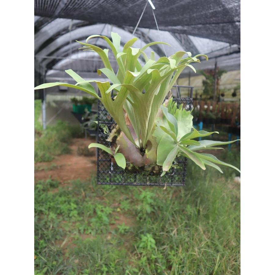 ビカクシダ 現品販売 コウモリラン 観葉植物 壁掛け 吊り下げ