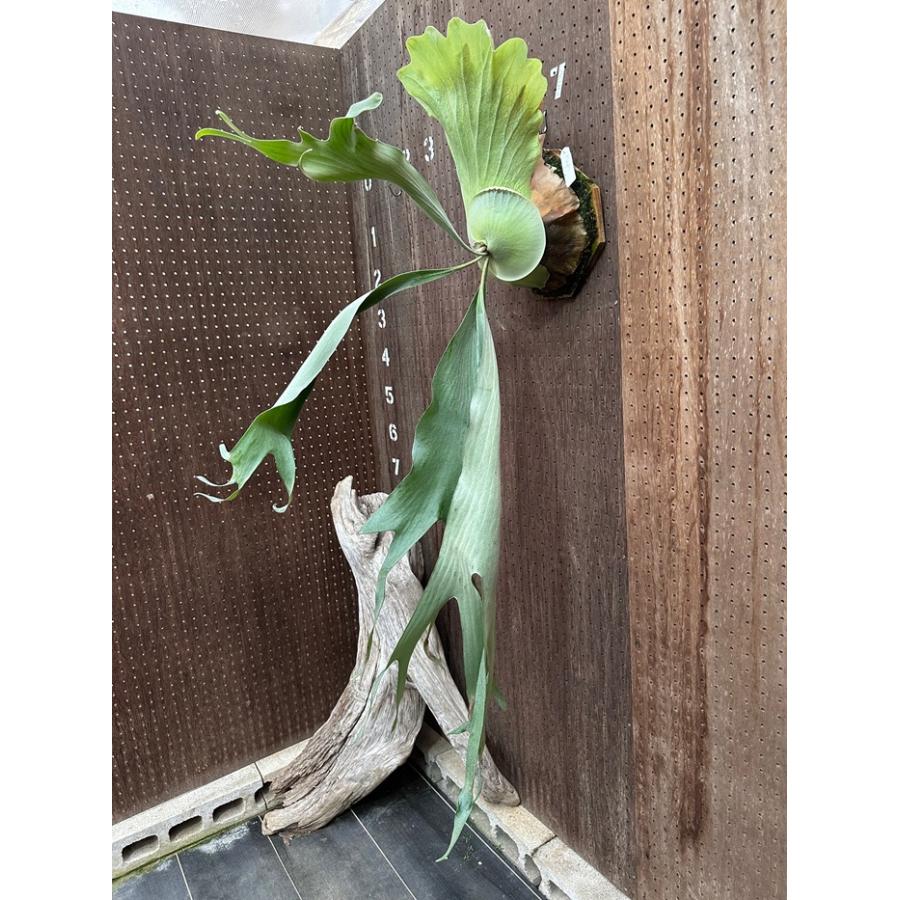 ビカクシダ 現品販売 コウモリラン 観葉植物 壁掛け 吊り下げ