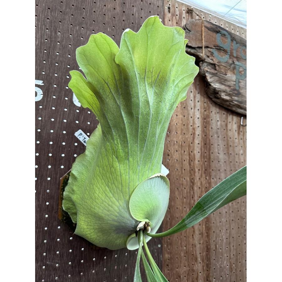ビカクシダ 現品販売 コウモリラン 観葉植物 壁掛け 吊り下げ