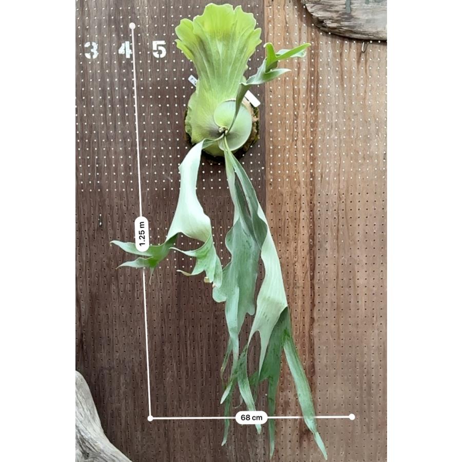 ビカクシダ 現品販売 コウモリラン 観葉植物 壁掛け 吊り下げ