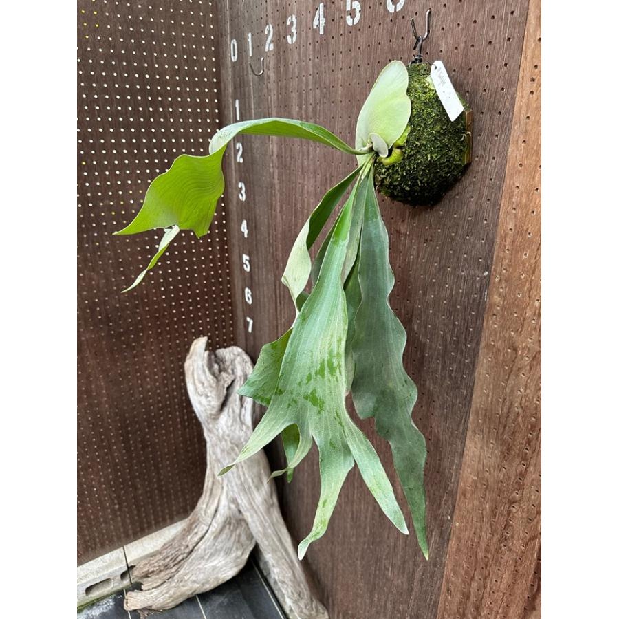 ビカクシダ 現品販売 コウモリラン 観葉植物 壁掛け 吊り下げ