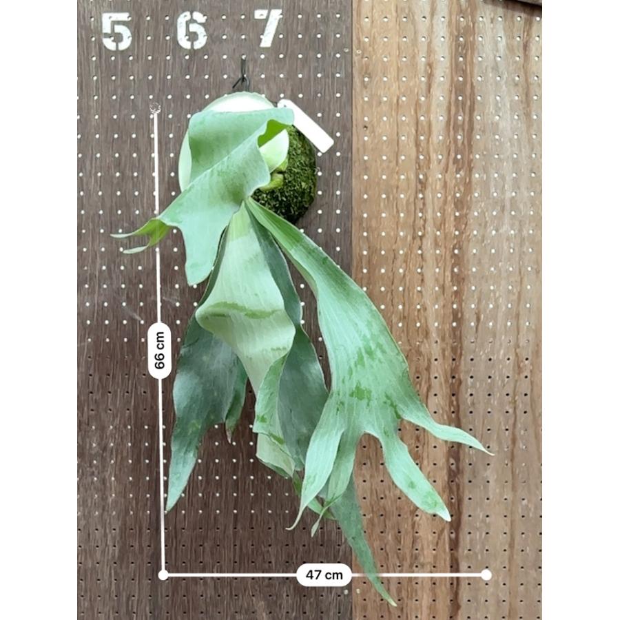 ビカクシダ 現品販売 コウモリラン 観葉植物 壁掛け 吊り下げ