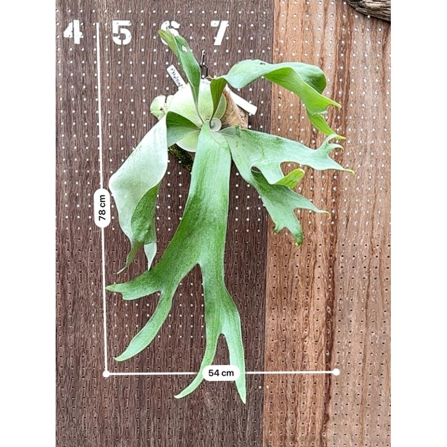 ビカクシダ 現品販売 コウモリラン 観葉植物 壁掛け 吊り下げ