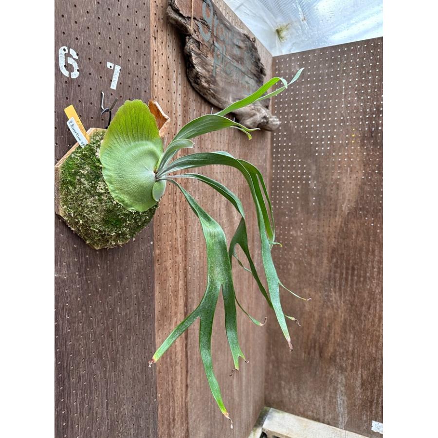 ビカクシダ 現品販売 コウモリラン 観葉植物 壁掛け 吊り下げ