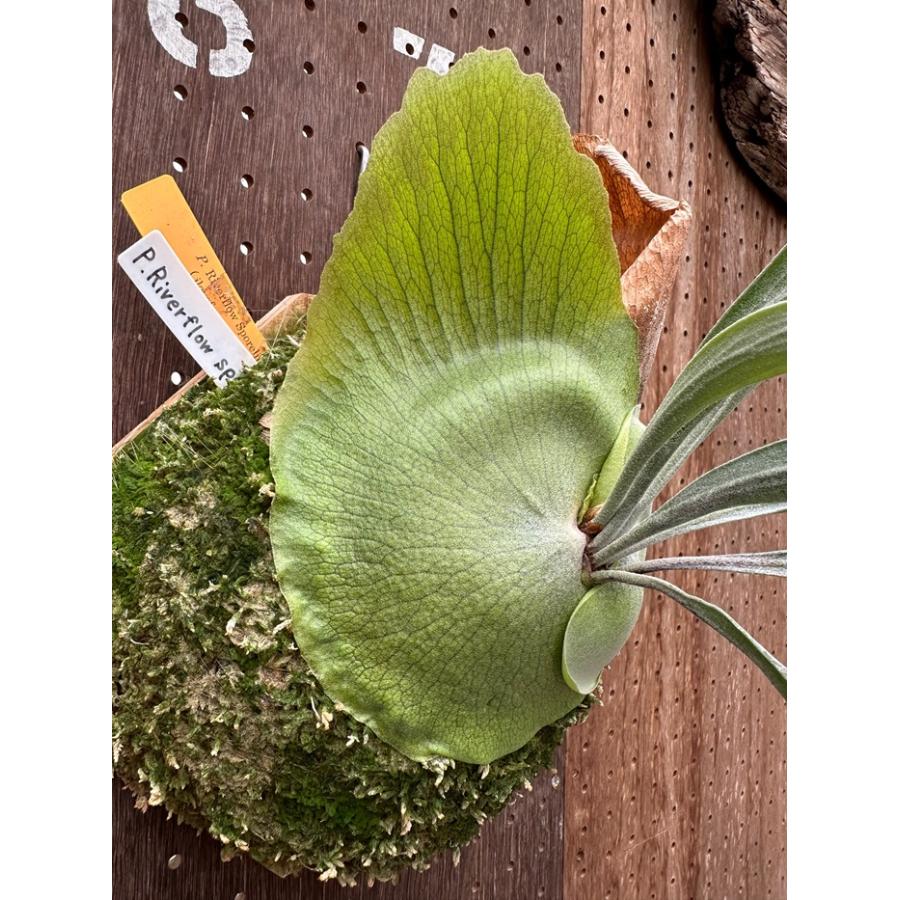 ビカクシダ 現品販売 コウモリラン 観葉植物 壁掛け 吊り下げ