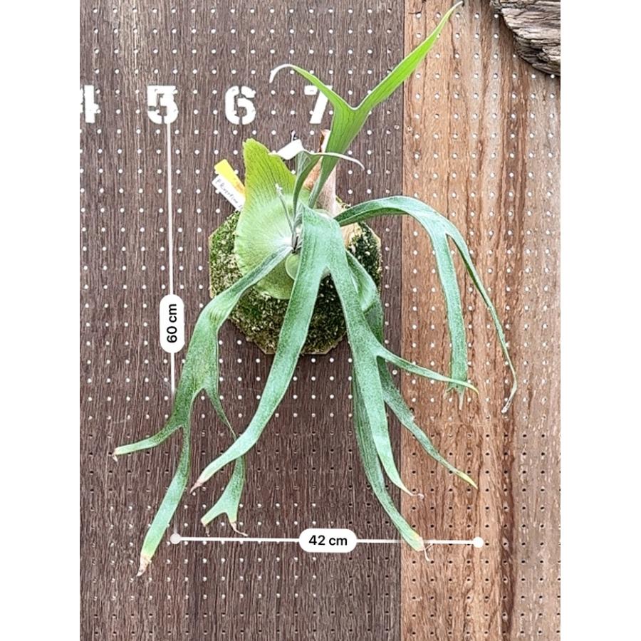 ビカクシダ 現品販売 コウモリラン 観葉植物 壁掛け 吊り下げ