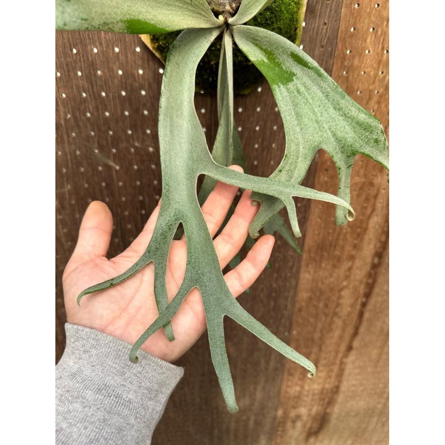 ビカクシダ 現品販売 コウモリラン 観葉植物 壁掛け 吊り下げ