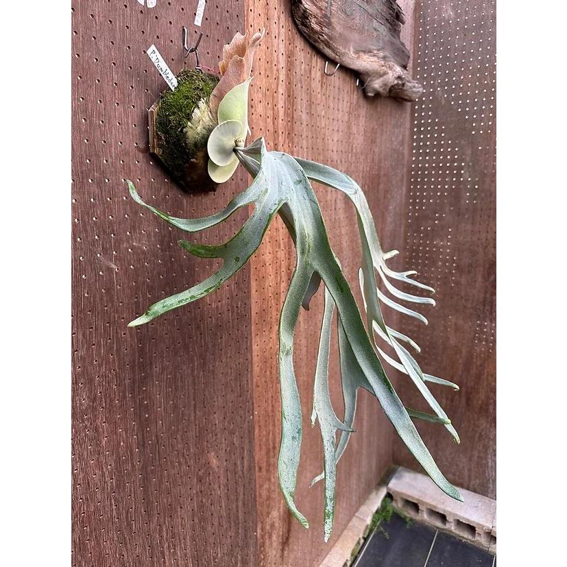 ビカクシダ P.'Dumbledore' 現品販売 産地直送 groote plantage