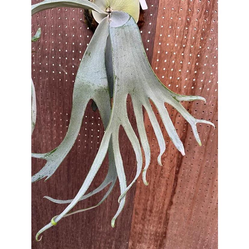 P. Dumbledore ダンブルドア OC 子株 ビカクシダ　レア Yahoo!オークション - P. 'Dumbledore' ダンブルドア【vandaka】ビカク