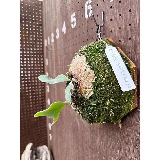 ビカクシダ P.FirstLove(sailormoon select) 楽天市場】ビカクシダ P.'First love'#3(from P.'Sailor moon