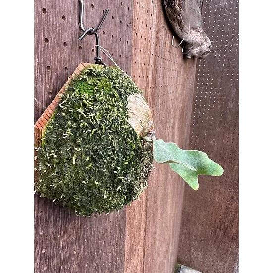 ビカクシダ P.FirstLove(sailormoon select) 楽天市場】ビカクシダ P.'First love'#3(from P.'Sailor moon