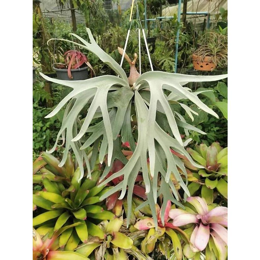 ビカクシダ P.'Fubuki' 現品販売 産地直送 groote plantage