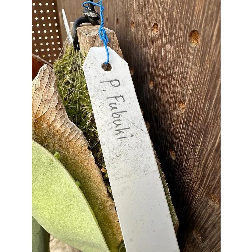 ビカクシダ P.'Fubuki' 現品販売 産地直送 groote plantage