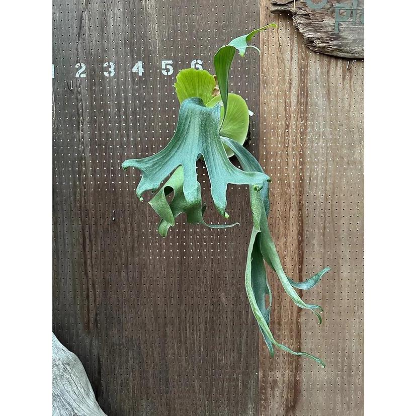 ビカクシダ P.'Godiva'1 現品販売 産地直送 groote plantage コウモリ