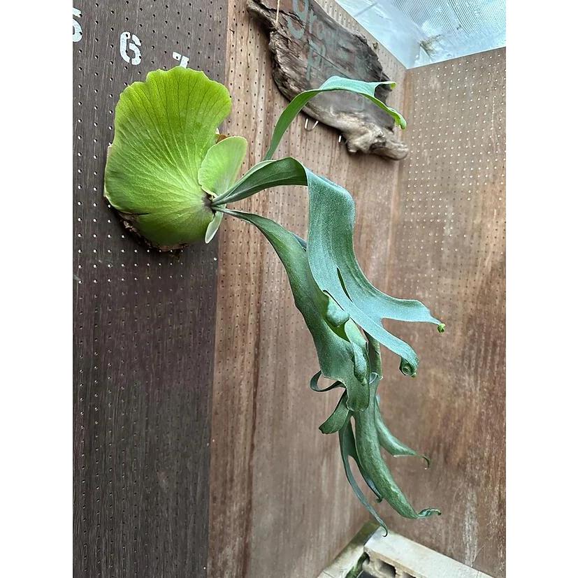 ビカクシダ P.'Godiva'1 現品販売 産地直送 groote plantage