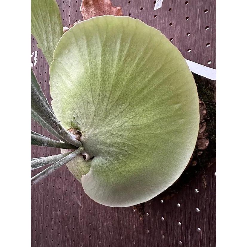 ビカクシダ P.'Godiva'1 現品販売 産地直送 groote plantage