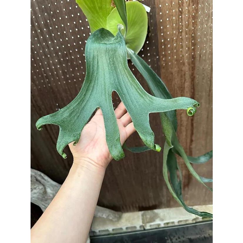 ビカクシダ P.'Godiva'1 現品販売 産地直送 groote plantage