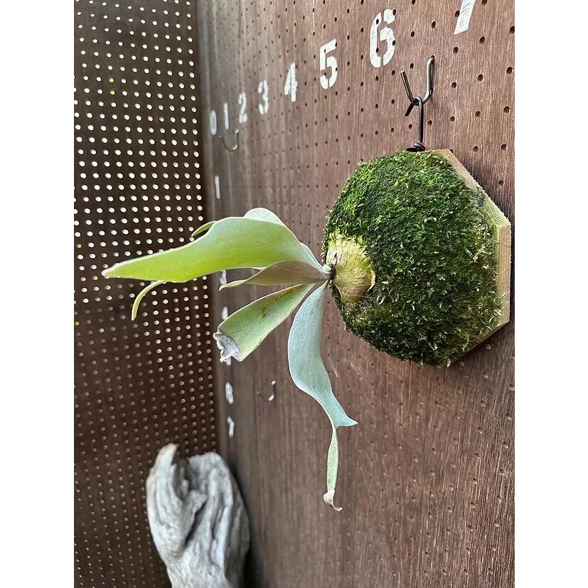 ビカクシダ P.'Hakuna Matata'(Pewchan'Snow Queen F301')3 現品販売