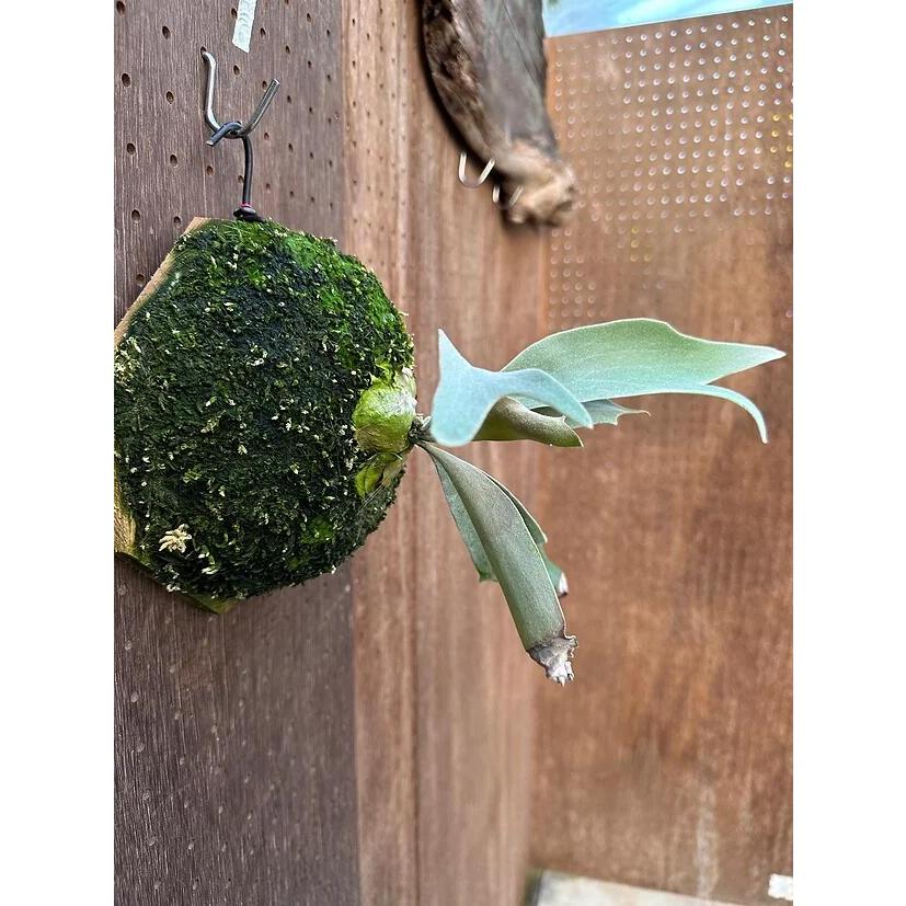 ビカクシダ P.'Hakuna Matata'(Pewchan'Snow Queen F301')3 現品販売