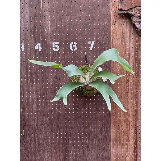 ビカクシダ P.'Hawaii Sweetheart' (hybrid from P.Pegasus x P.Sailor