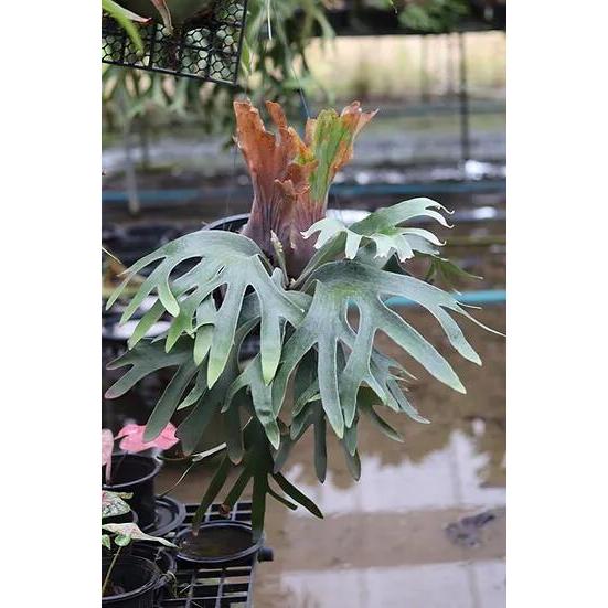 ビカクシダ 壁掛け用 植物　P.Pakor ビカクシダ 壁掛け用 植物P.Pakor