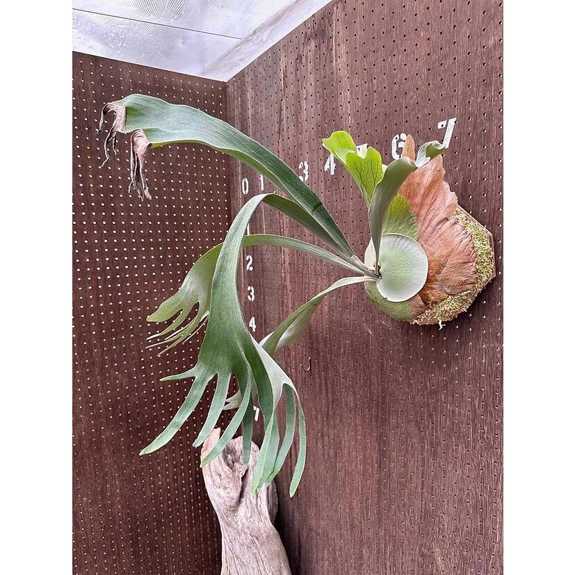 ビカクシダ P.'HIPS' white form3 現品販売 産地直送 groote