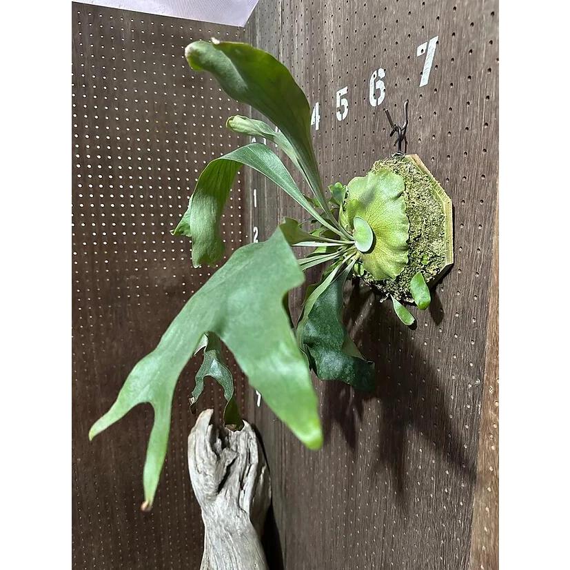 ビカクシダ P.'Hula Hand'x P.hillii 'Drummond'4 現品販売 産地