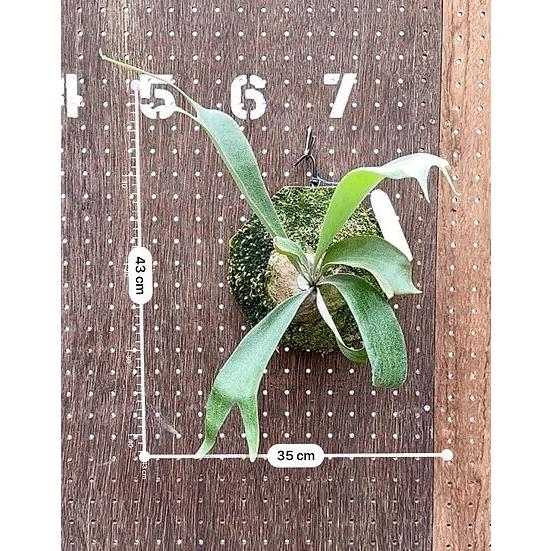 ビカクシダ P.'Ice age'(P.ssfoong x P.Pewchan 'Snow Queen F304')2