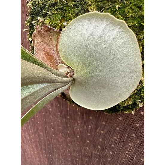 ビカクシダ P.'Ice age'(P.ssfoong x P.Pewchan 'Snow Queen