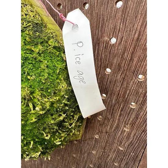 P.'Catpaw' ビカクシダ P.veitchii '3rd Edition' x P.'White mr oat (peevia