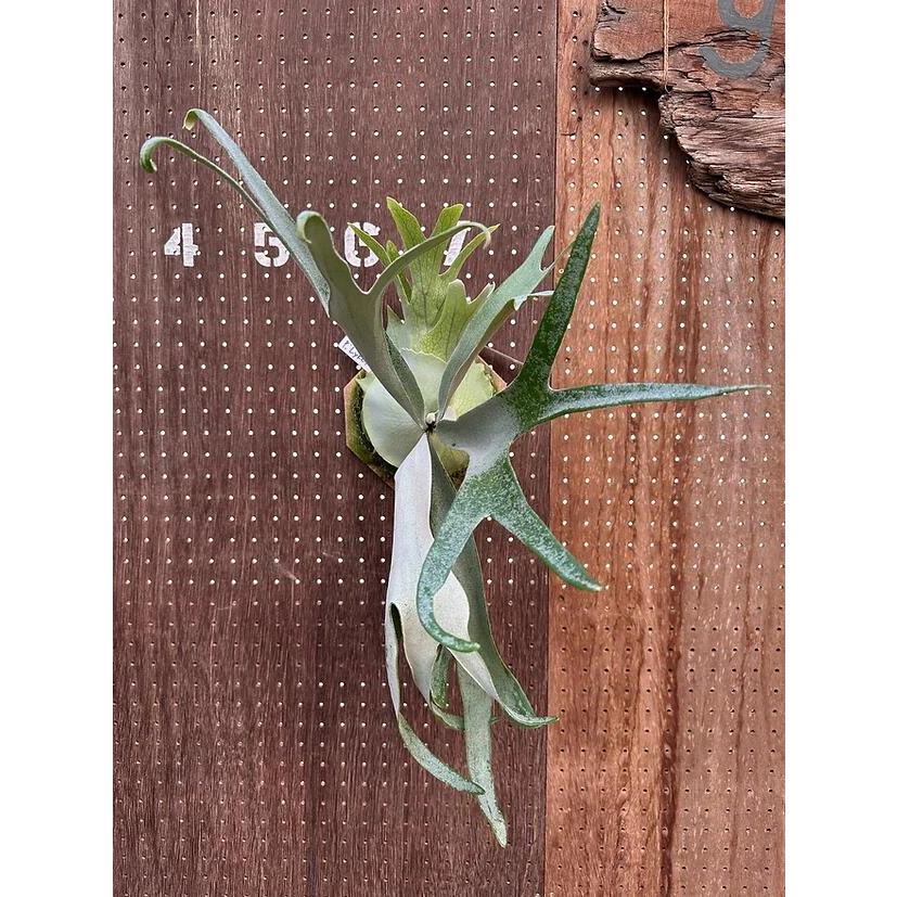 ビカクシダ P.Lykoi 現品販売 産地直送 groote plantage コウモリラン